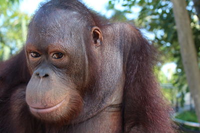 Close-up of orangutan monkey in forest