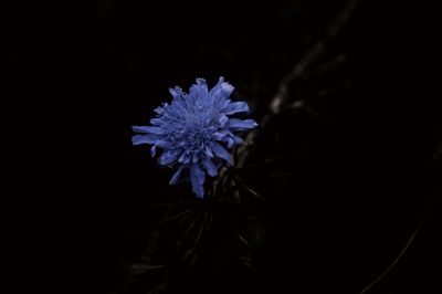 Close-up of flower blooming against black background