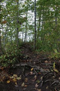 Trees in forest