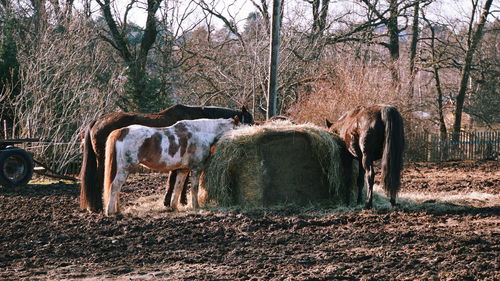 Horses in a forest