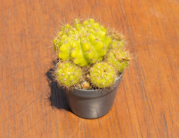 High angle view of potted plants on table