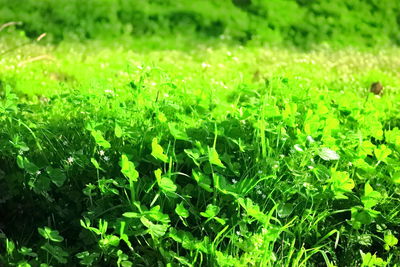 Close-up of grass growing in field