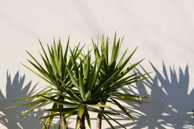 Green dracaena leaves and leaf shadow against a white wall. representative of the drazenov family