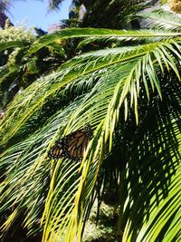 Low angle view of palm tree