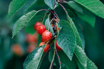 Close-up of red berries on tree