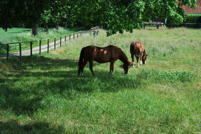 Horses grazing in a field