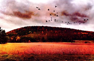 Birds flying over trees against sky