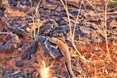 High angle view of lizard on land