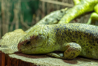 Portrait of a solomon islands skink  in captivity