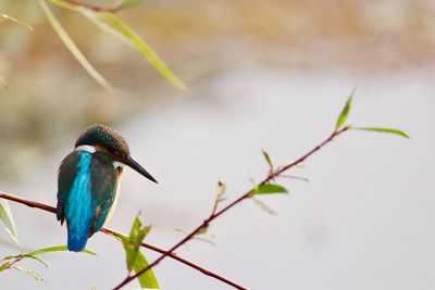 Close-up of bird perching on branch