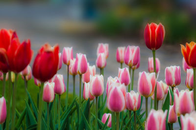 Close-up of pink tulips on field