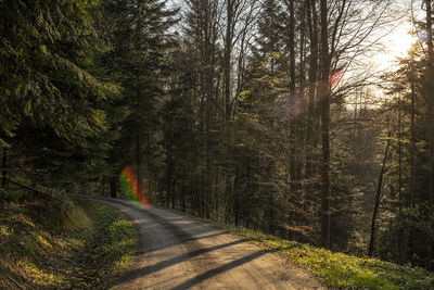 Empty road amidst trees in forest