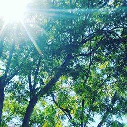 Sun shining through trees