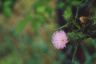 Close-up of purple thistle flower