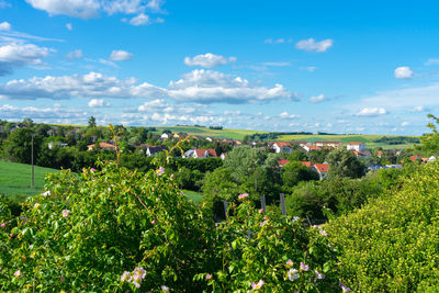 Plants and trees growing on land against sky