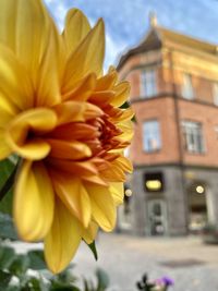 Close-up of yellow flowering plant