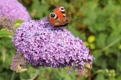 Close-up of butterfly pollinating on purple flower