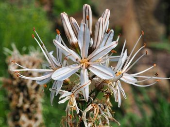 Close-up of white flowering plant on field