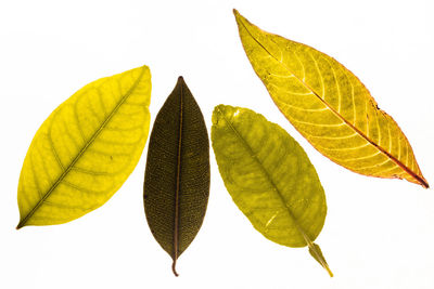 Close-up of leaves against white background