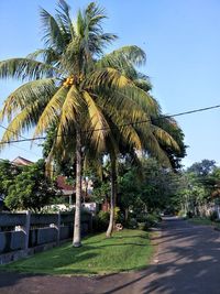 Palm trees by plants in city against sky