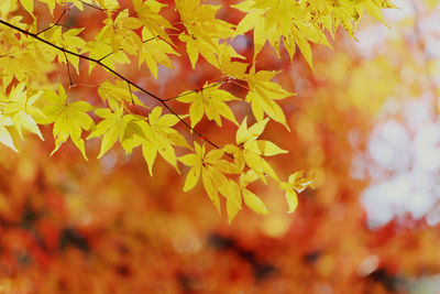 Close-up of maple leaves on plant