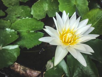 Close-up of white lotus water lily blooming outdoors