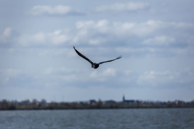 Seagull flying over sea