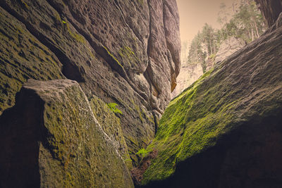 Plants growing on rock