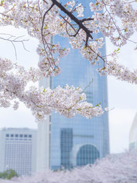 Low angle view of cherry blossom