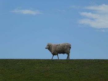 Horse standing on field against sky