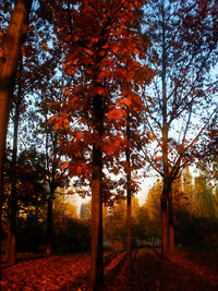 Scenic view of trees during autumn