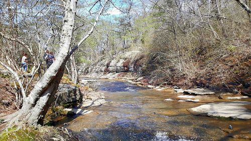 Stream amidst trees in forest