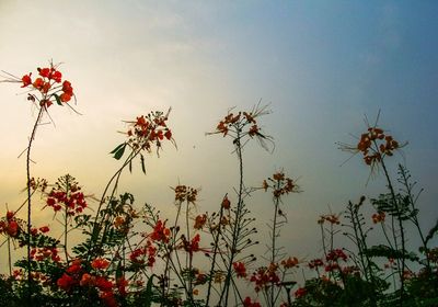 Low angle view of flowers against sky
