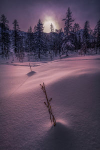 Grazing light at the end of the day over the forest - lumière rasante sur la foret, hautes alpes