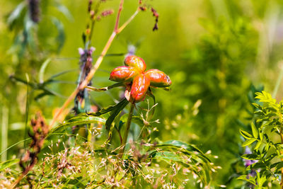 Close-up of red flowers