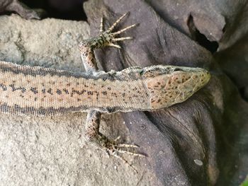 High angle view of insect on rock