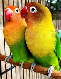 Close-up of parrot in cage