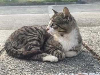 Cat sitting in a street
