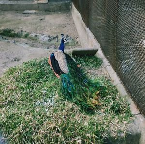 High angle view of peacock perching on field