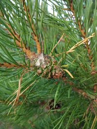 Close-up of pine cone on tree