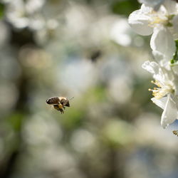 Close-up of bee pollinating flower