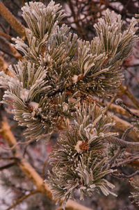 Full frame shot of plants