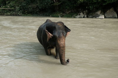 Elephant in a river