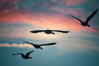 Low angle view of silhouette birds flying against sky