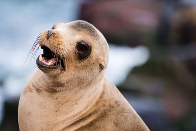 Sea lion at la jolla cove, san diego, california.