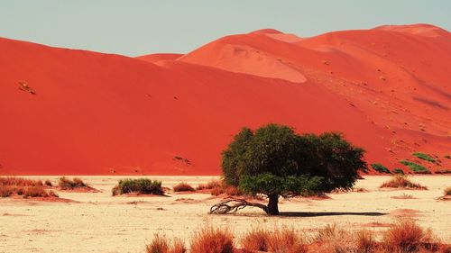 Scenic view of sand dune at desert