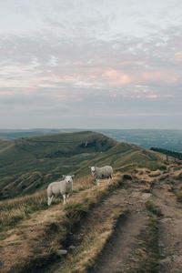 Sheep in a field