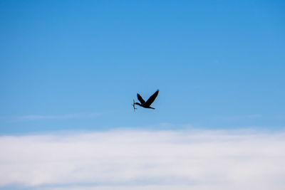 Low angle view of bird flying in sky