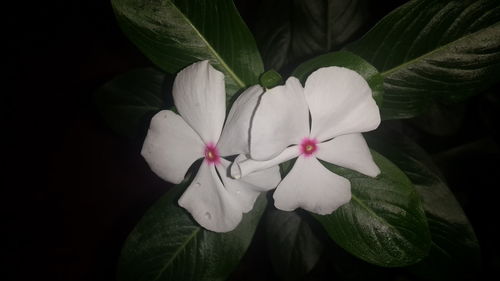 Close-up of white flower