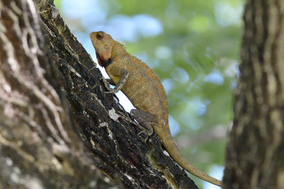 Close-up of iguana perching on tree
